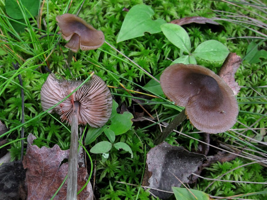 Подабрикосовики (Энтолома Садовая)