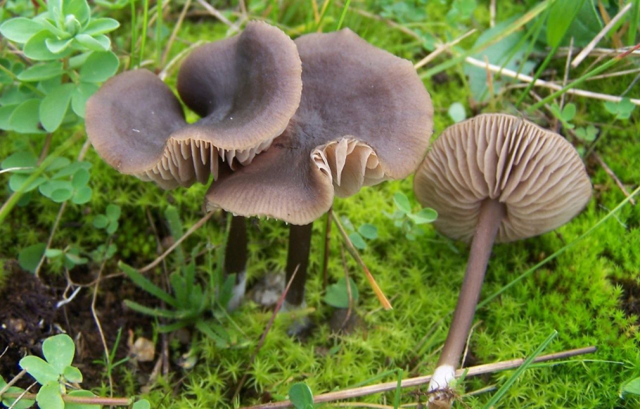 Гриб Энтолома ядовитая