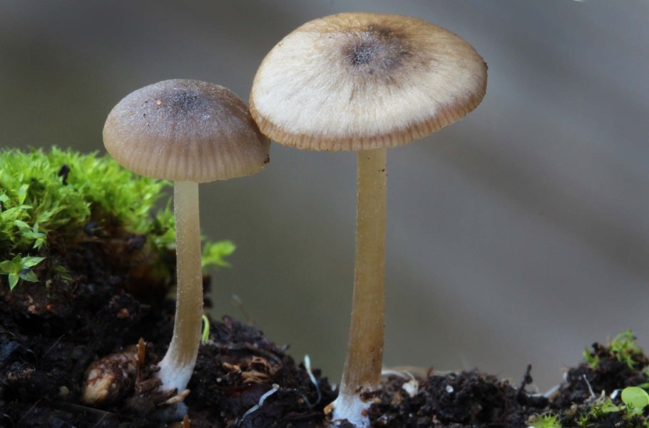 Энтолома Лесная