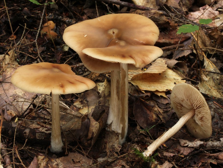 Энтолома Муррея