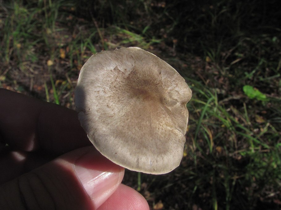 Подсливники грибы съедобные