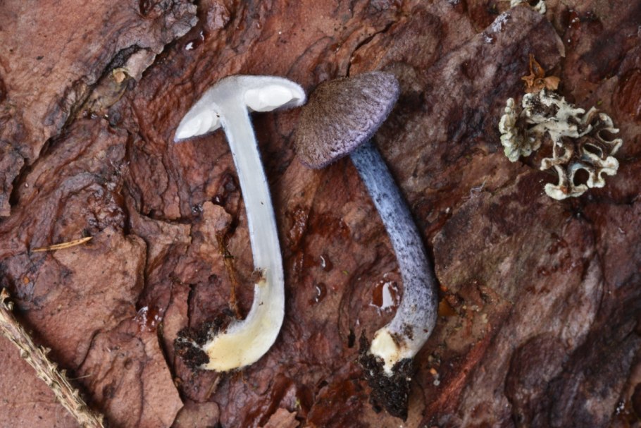 Энтолома Лесная