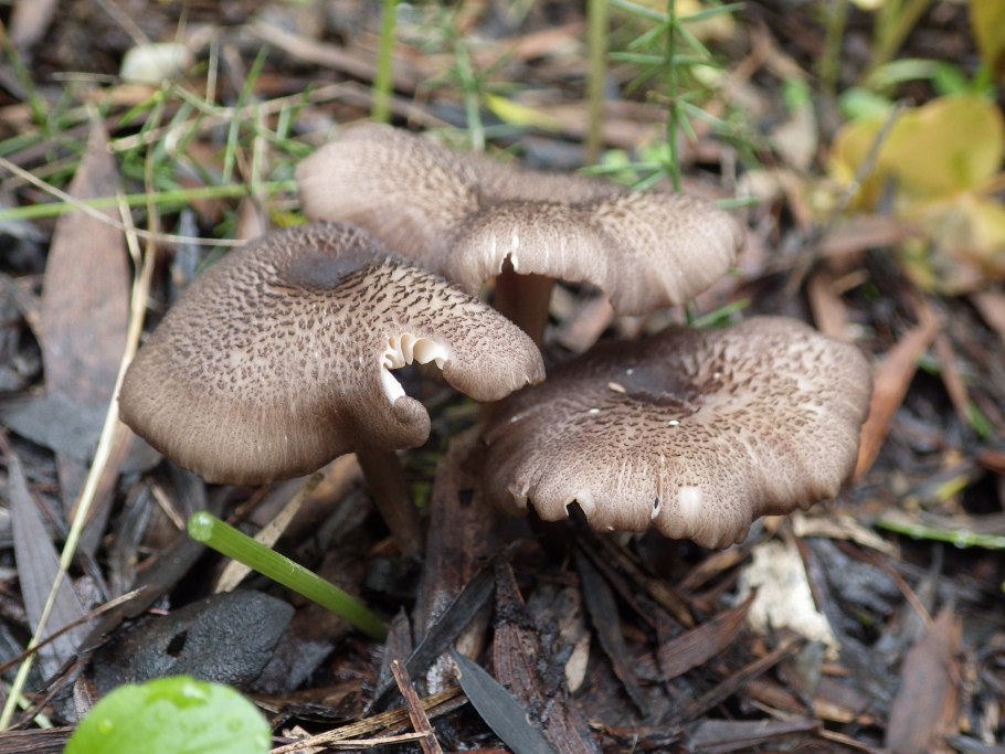 Entoloma turci