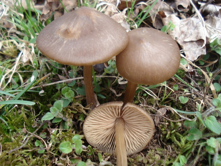 Entoloma sericeum