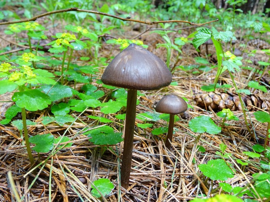 Энтолома шелковистая гриб