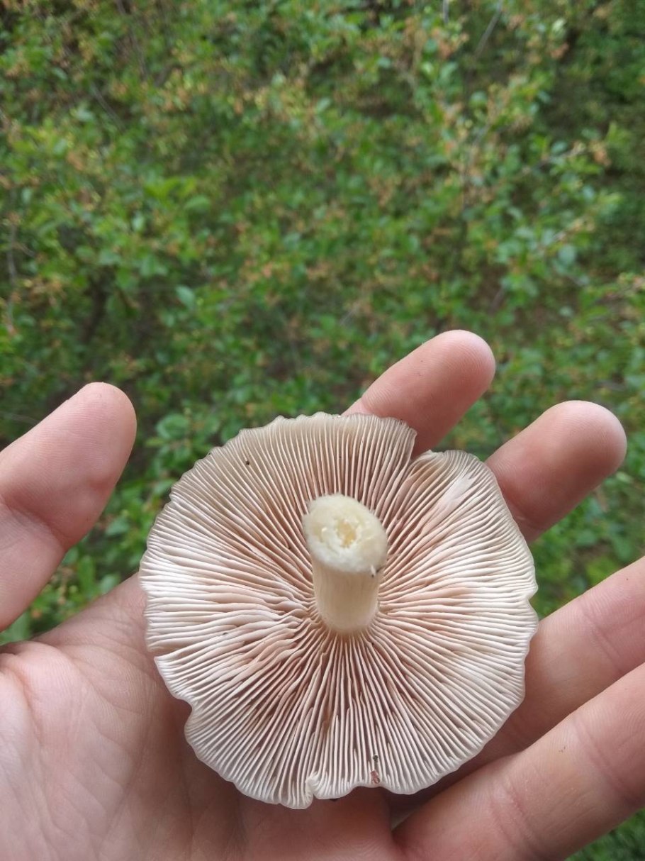 Гриб Энтолома Крымская