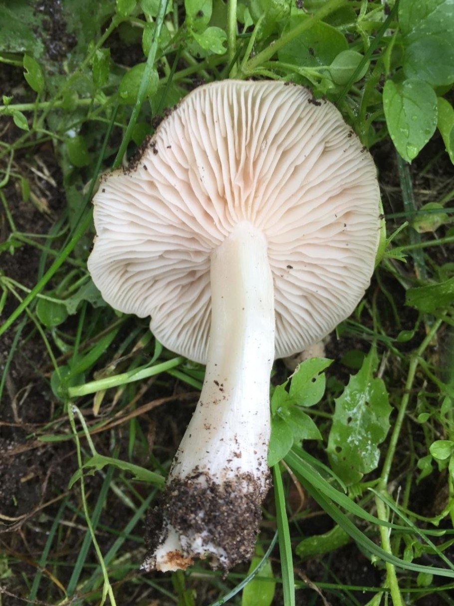 Энтолома Садовая гриб