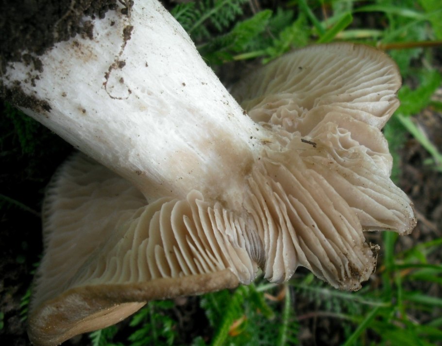 Энтолома Садовая гриб