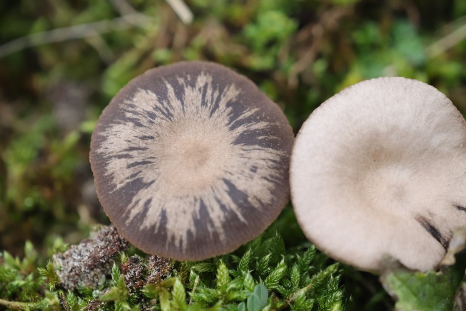 Гастеромицеты грибы споры