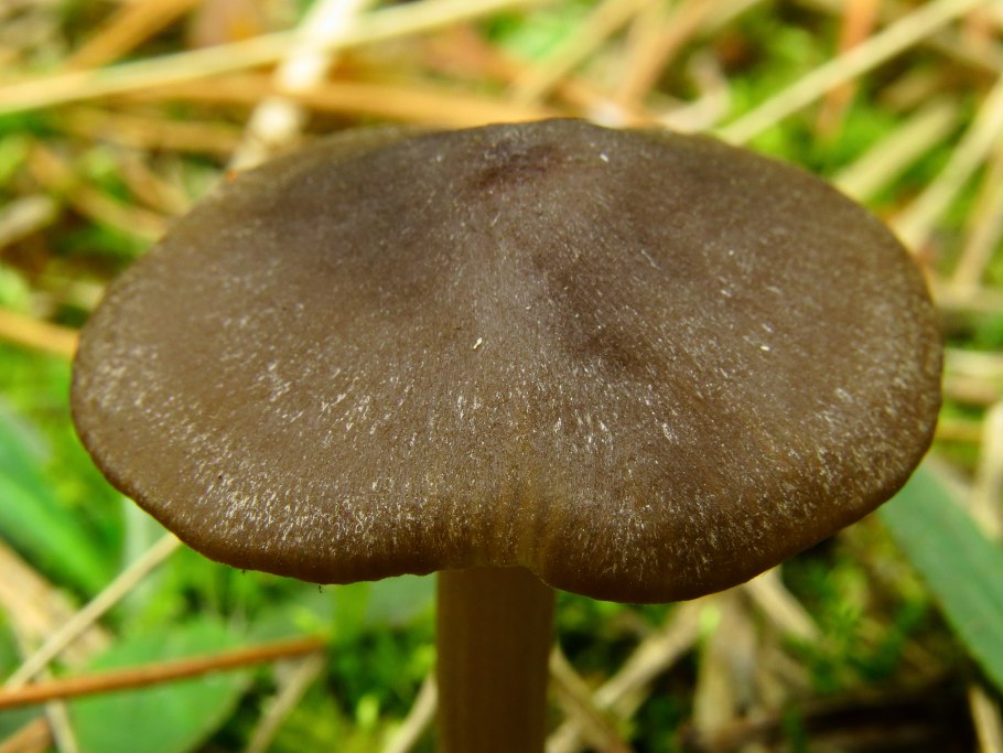 Энтолома сепиум