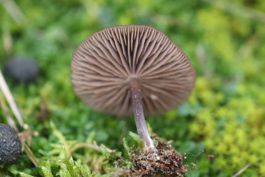 Entoloma hochstetteri