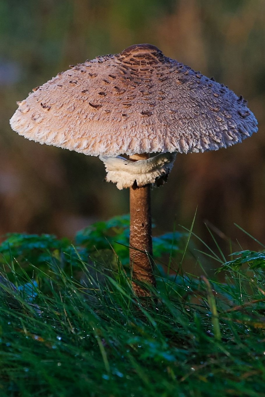 Macrolepiota procera гриб