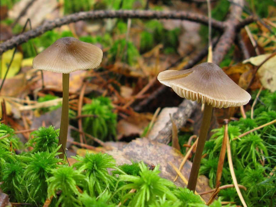 Энтолома садовая гриб