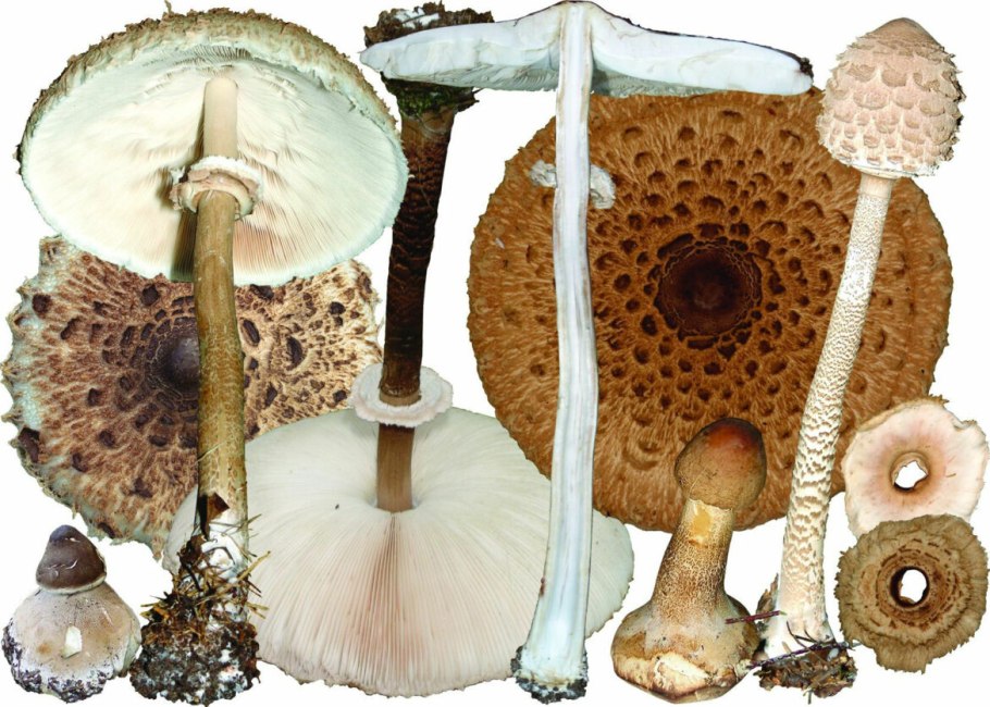 Гриб зонтик пестрый молодой