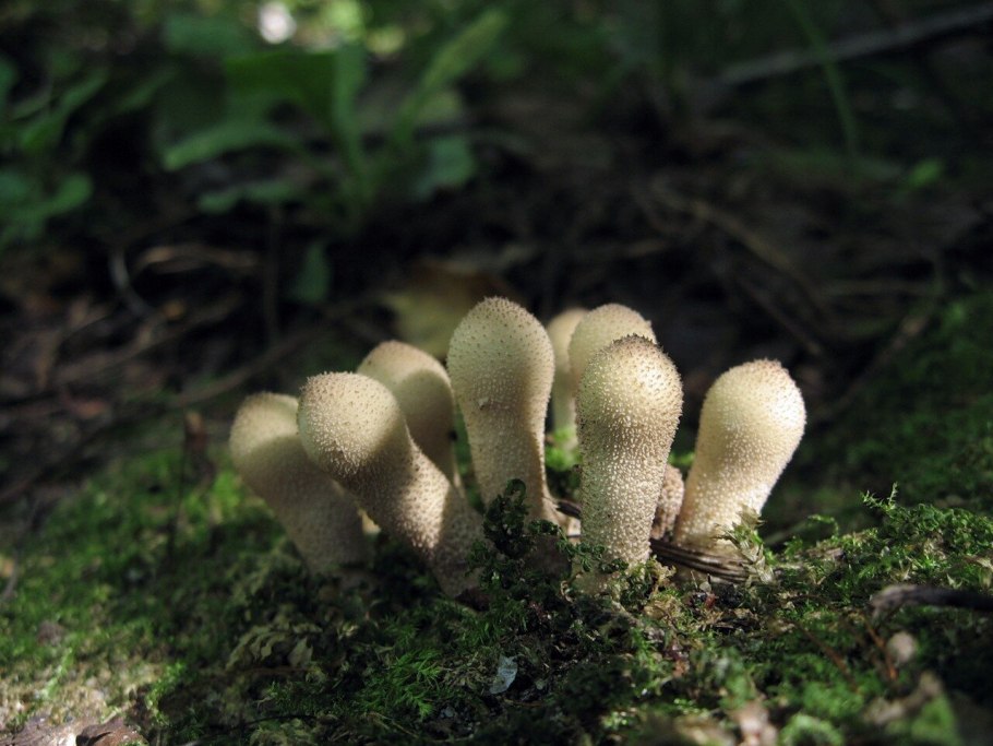 Дождевик грушевидный гриб