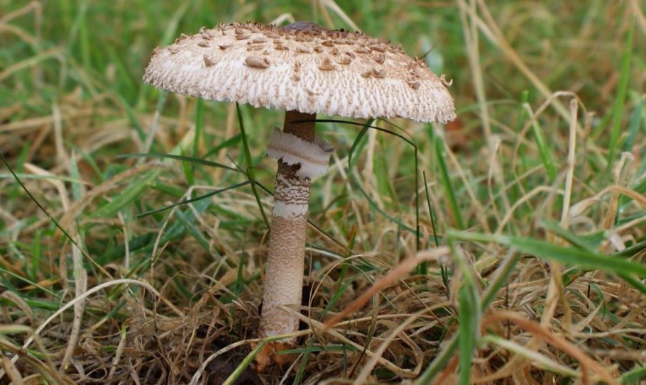 Гриб - зонтик пёстрый (Macrolepiota procera).
