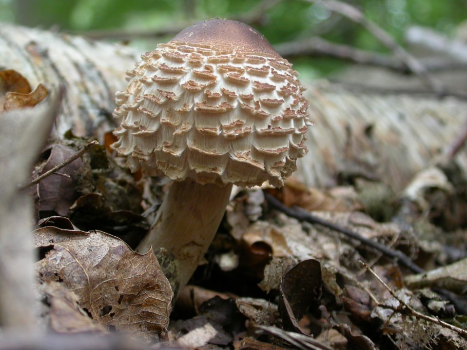 Гриб зонтик розовеющий