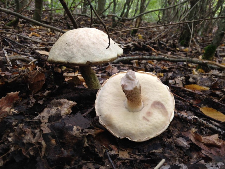 Гриб Осиновик красная книга