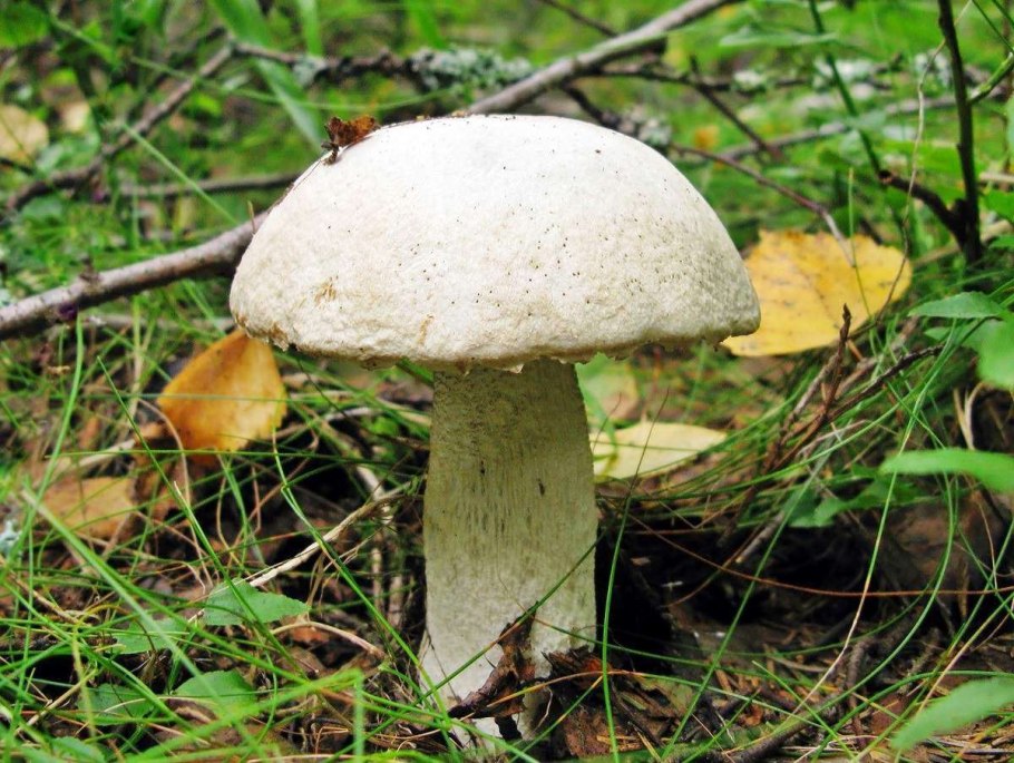 Подосиновик белый (Leccinum percandidum)