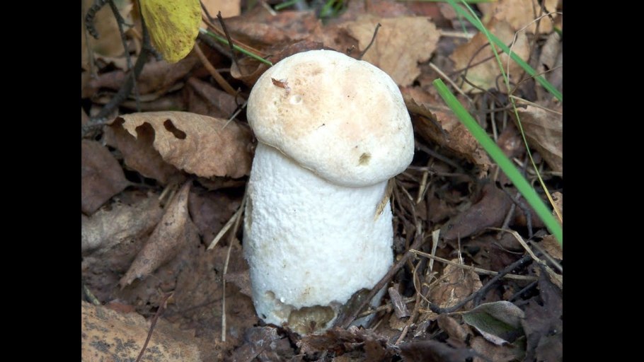 Осиновик белый Leccinum percandidum