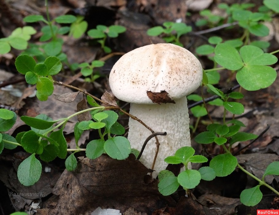 Осиновик белый подосиновик белый