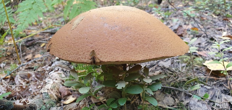 Подосиновик гриб