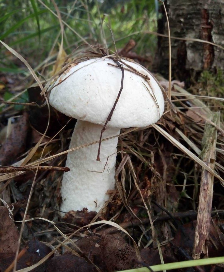 Ложный Боровик белый гриб