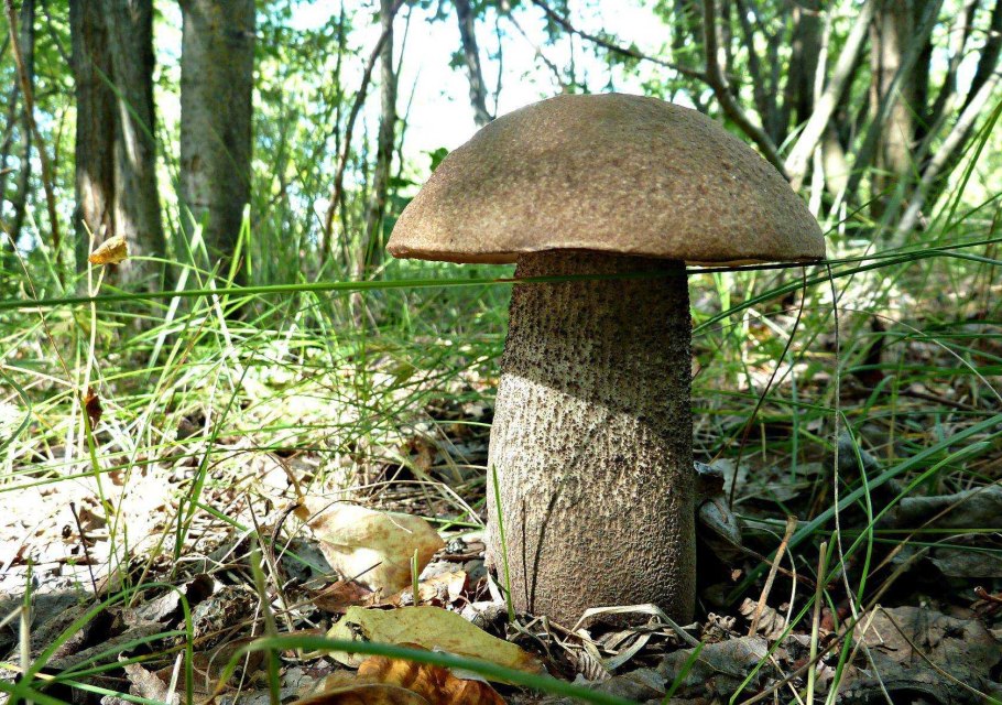 Обабок и подосиновик