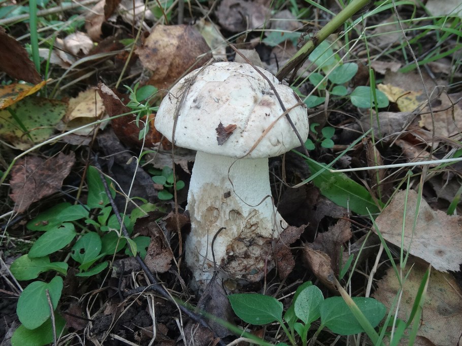 Подосиновик белый (Leccinum percandidum)
