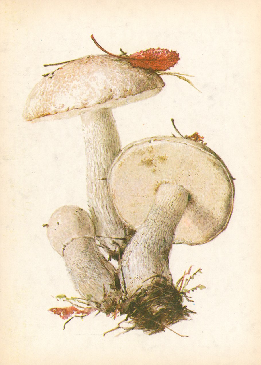 Осиновик белый