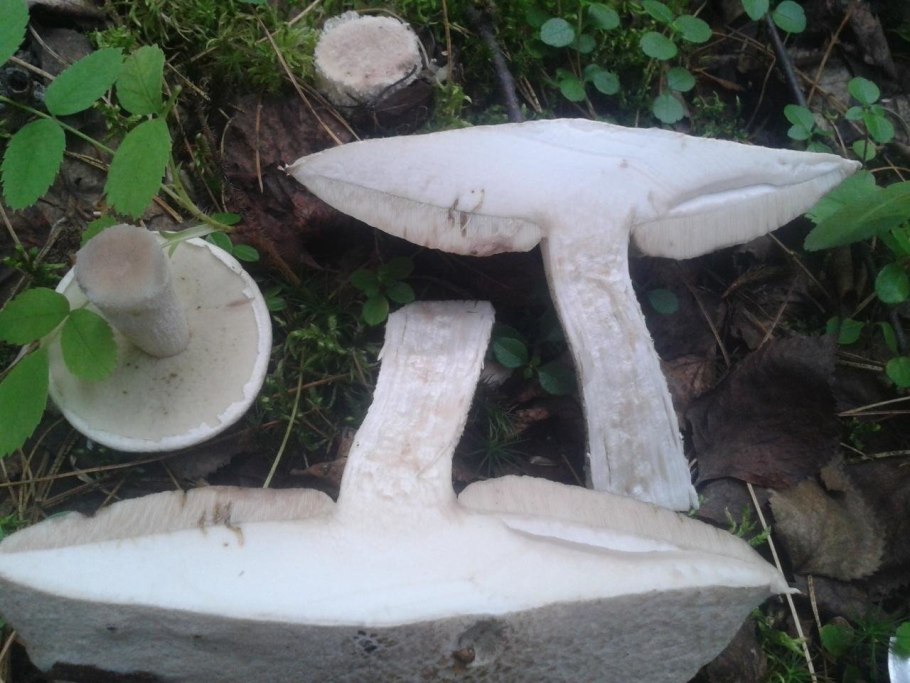Подосиновик белый Leccinum percandidum (Vassilk.)