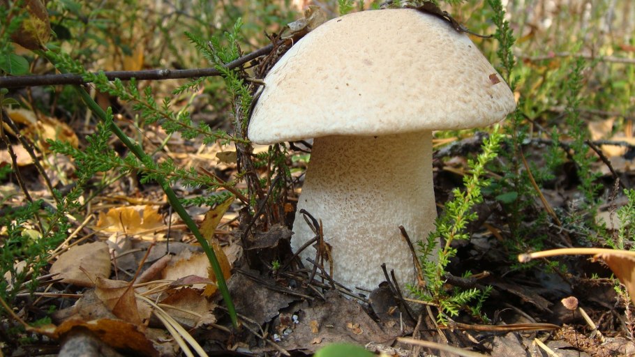 Осиновик подосиновик белый