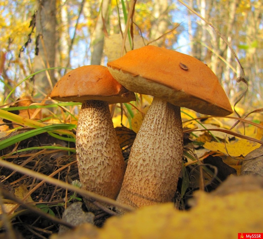 Гриб красноголовик альбинос белый