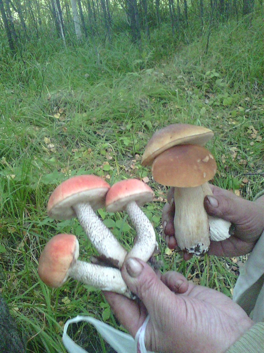 Гриб альбинос подосиновик