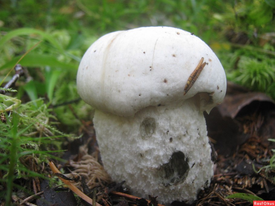 Подосиновик альбинос