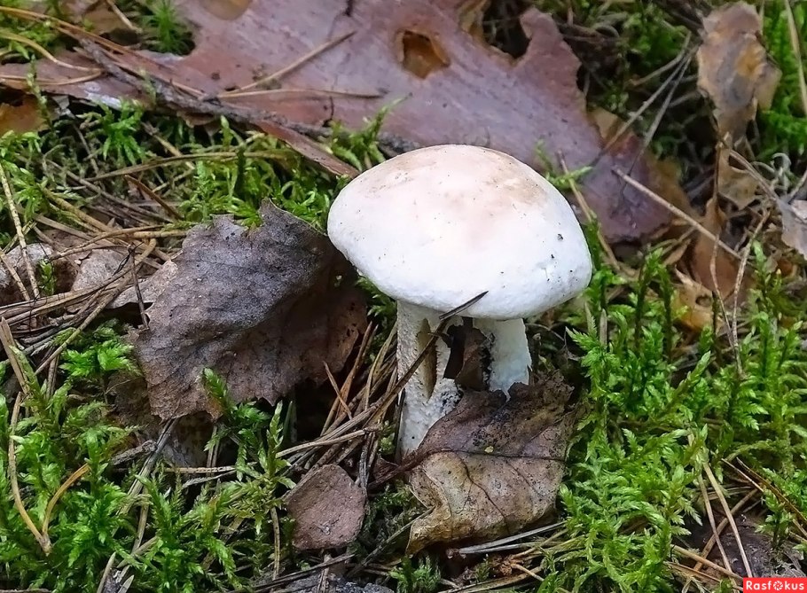 Белые грибы в Томске сейчас