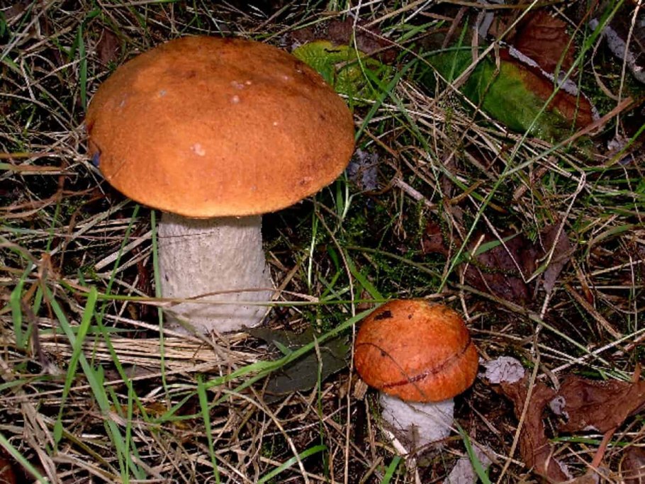 Подосиновик подберезовик обабок