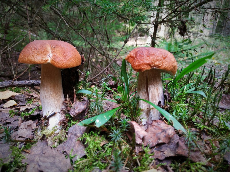 Грибы белый гриб