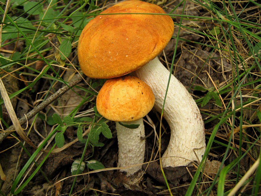 Подосиновик белый