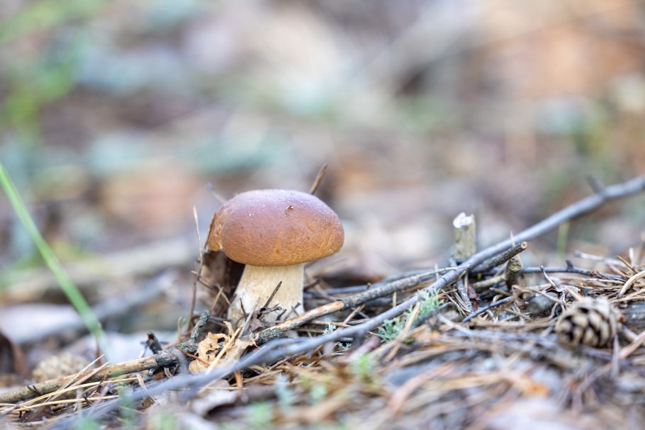 Осиновик подосиновик белый