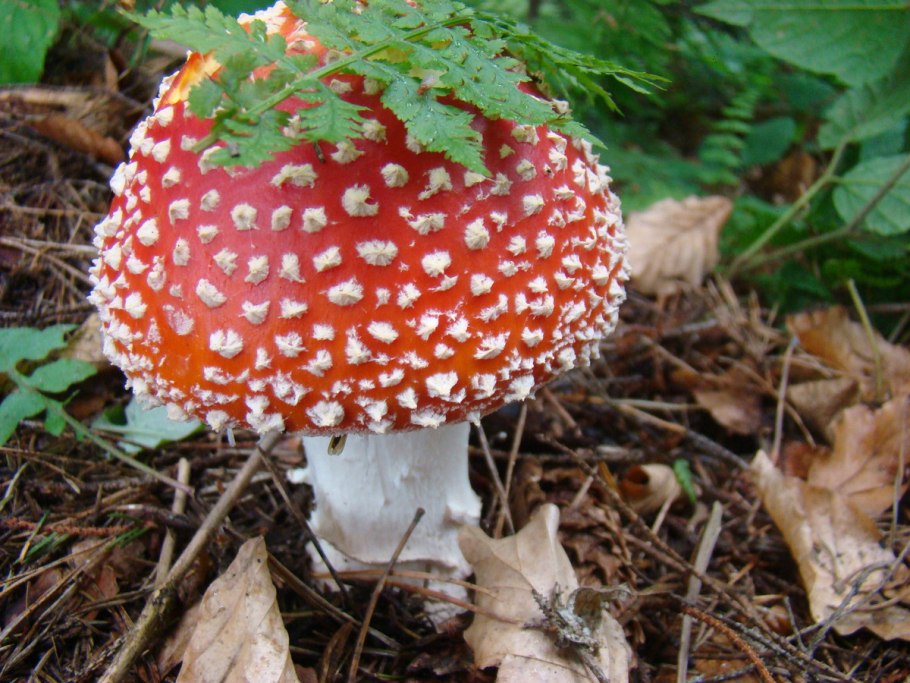 Несъедобные грибы мухомор