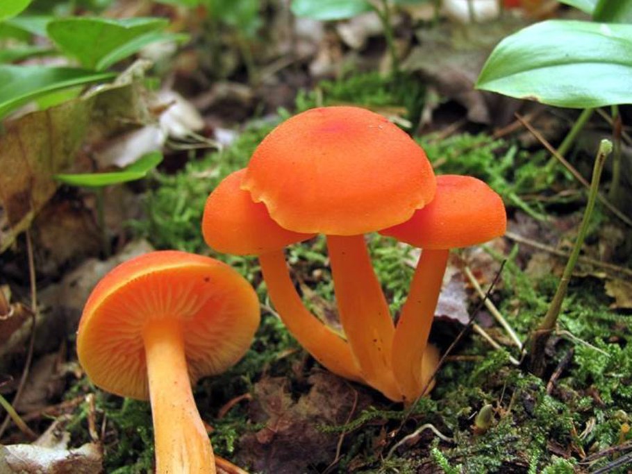Гигроцибе киноварно-красная (Hygrocybe miniata)