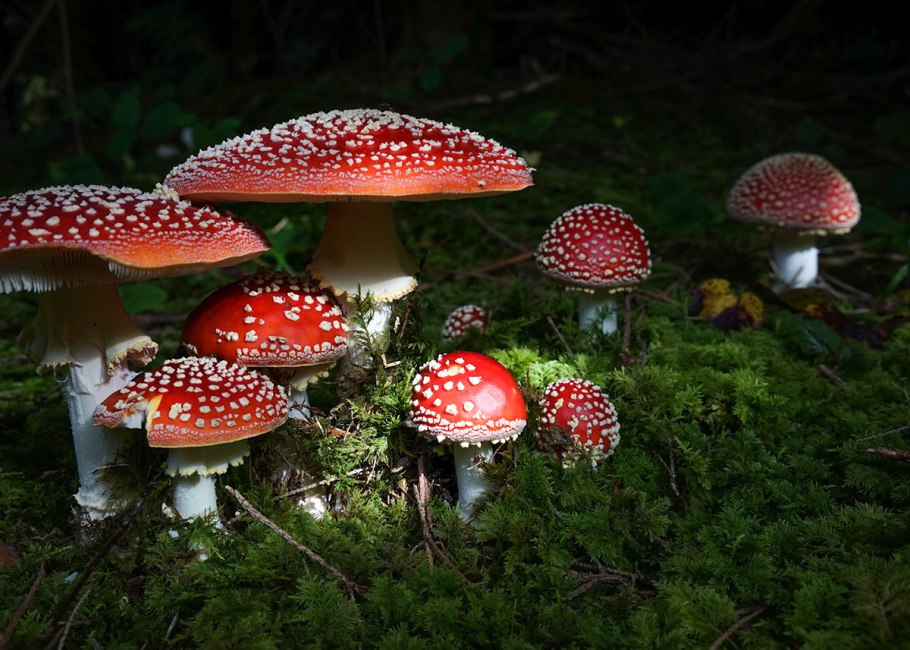 Мухомор красный (Amanita muscaria)