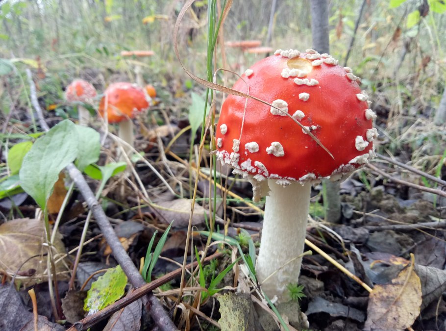 Ядовитые грибы в ПМР