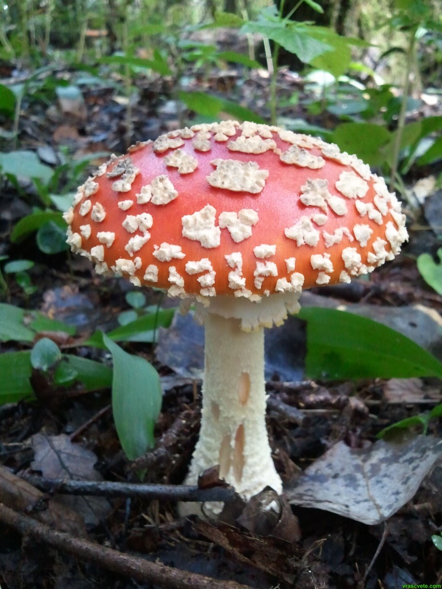 Несъедобные грибы