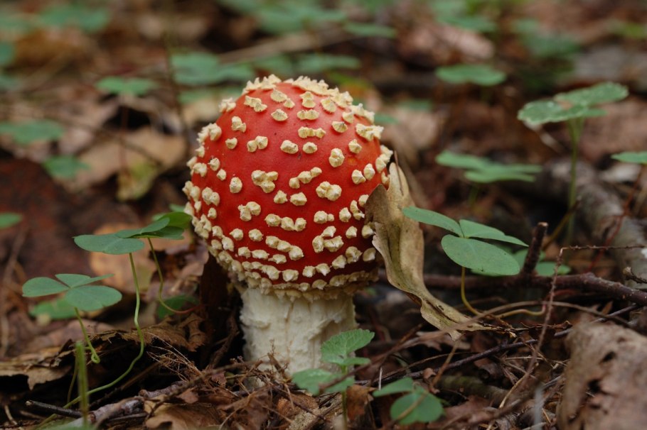 Мухомор Белоруссия