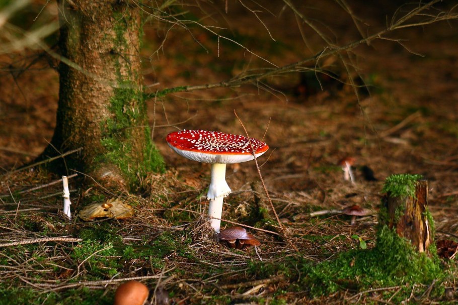 Шишкин мухоморы