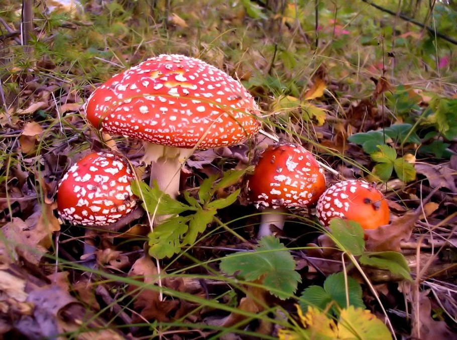 Мухомор в лесу