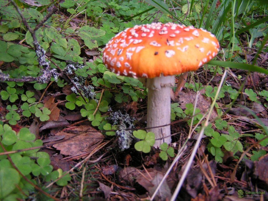 Несъедобные грибы Урала