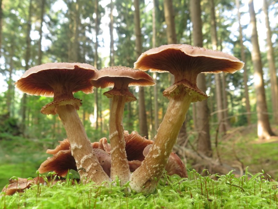 Галлика (Armillaria Gallica)